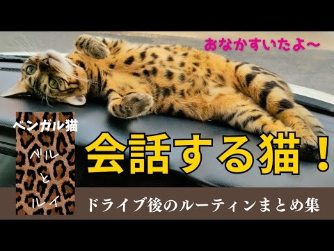 【ベンガル猫】会話する猫　甘えん坊になるベルちゃん