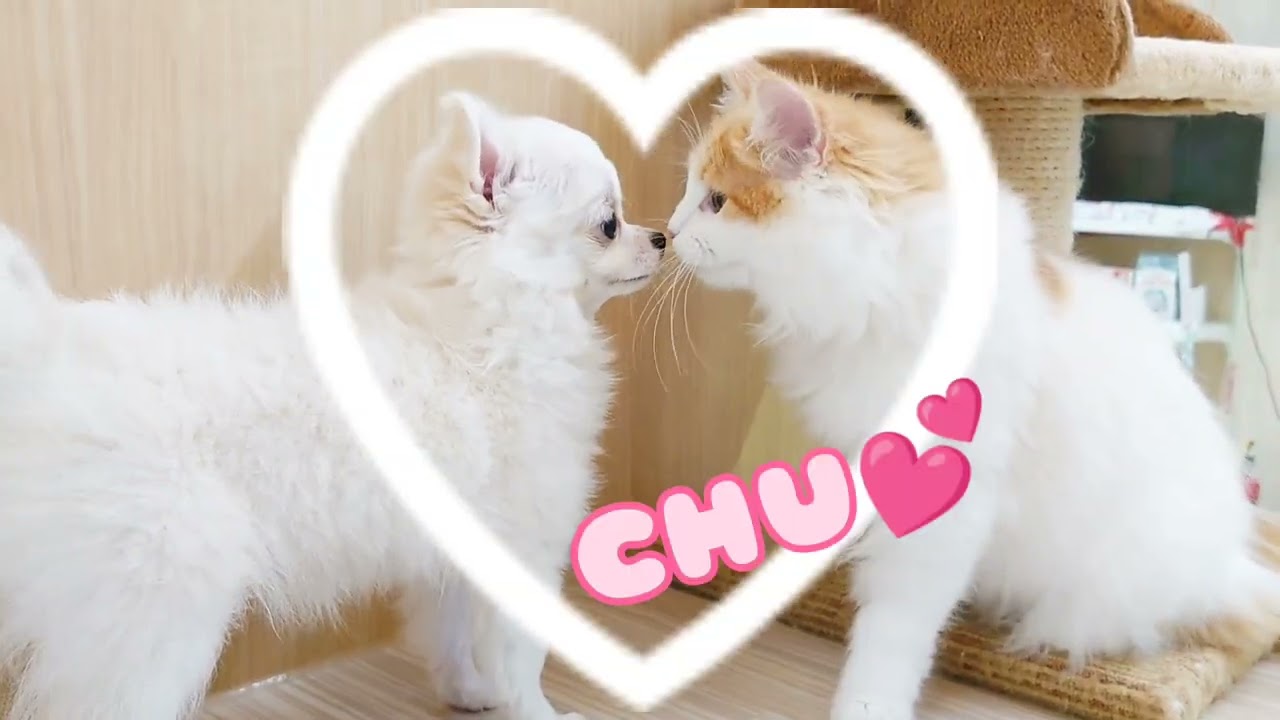 【チワワ&サイベリアン】ふたりはなかよし！