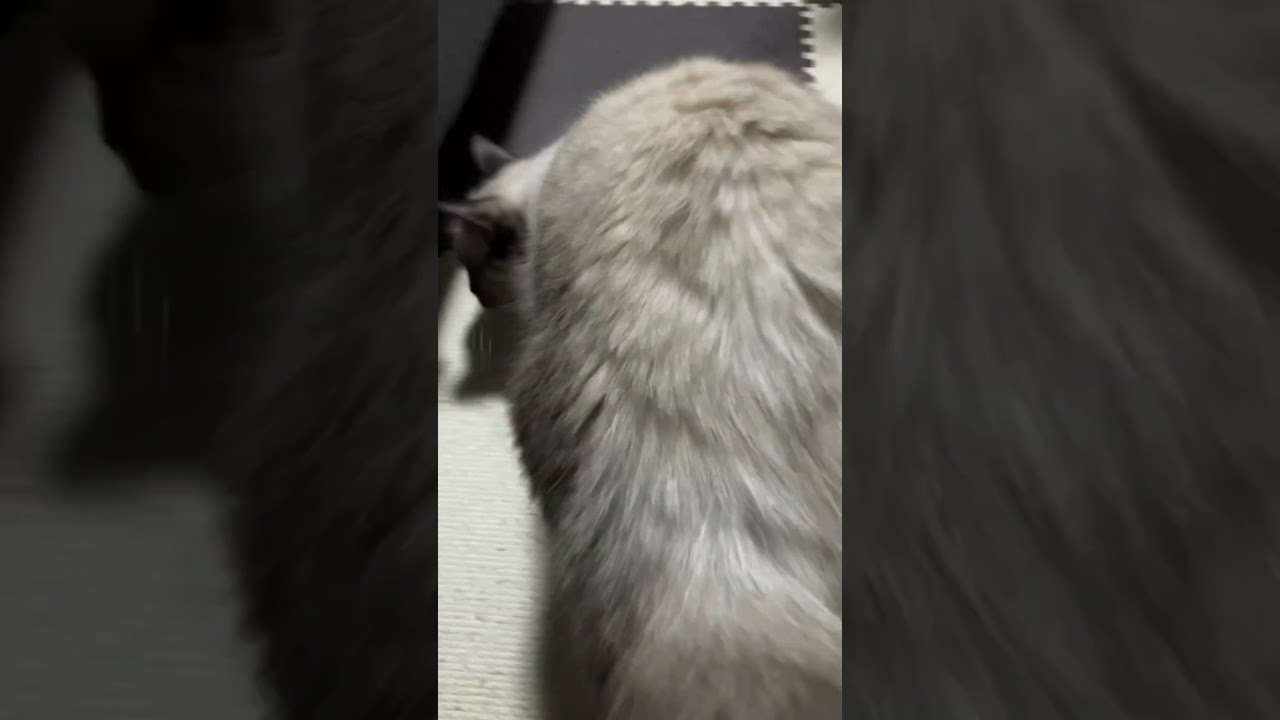 ラグドールのたぬきみたいな女の子が散歩をしている #cat #ragdoll #ねこ #ラグドール #猫のいる暮らし #ラグタイム #保護猫 #アライグマ #子猫 #ラガマフィン