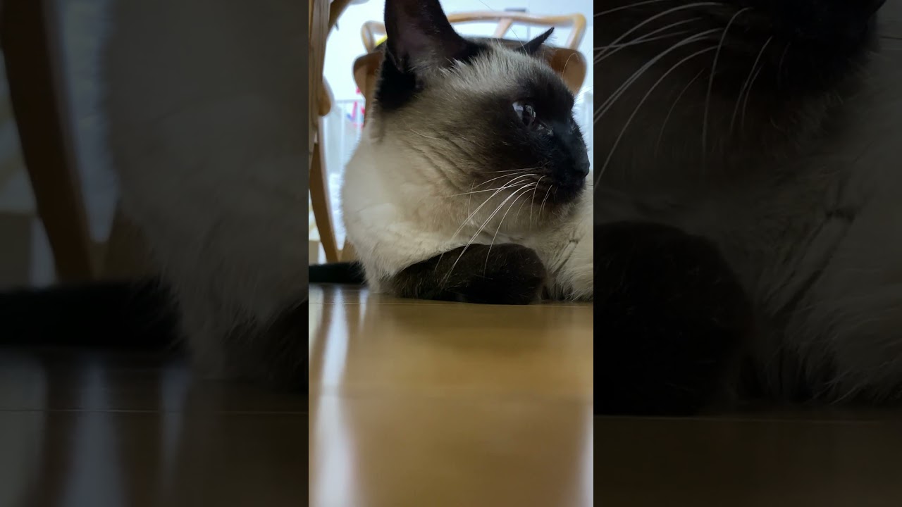 【2023.12.26】今日のシャム猫のふくさん（音無し）【たぬき猫】 #shorts