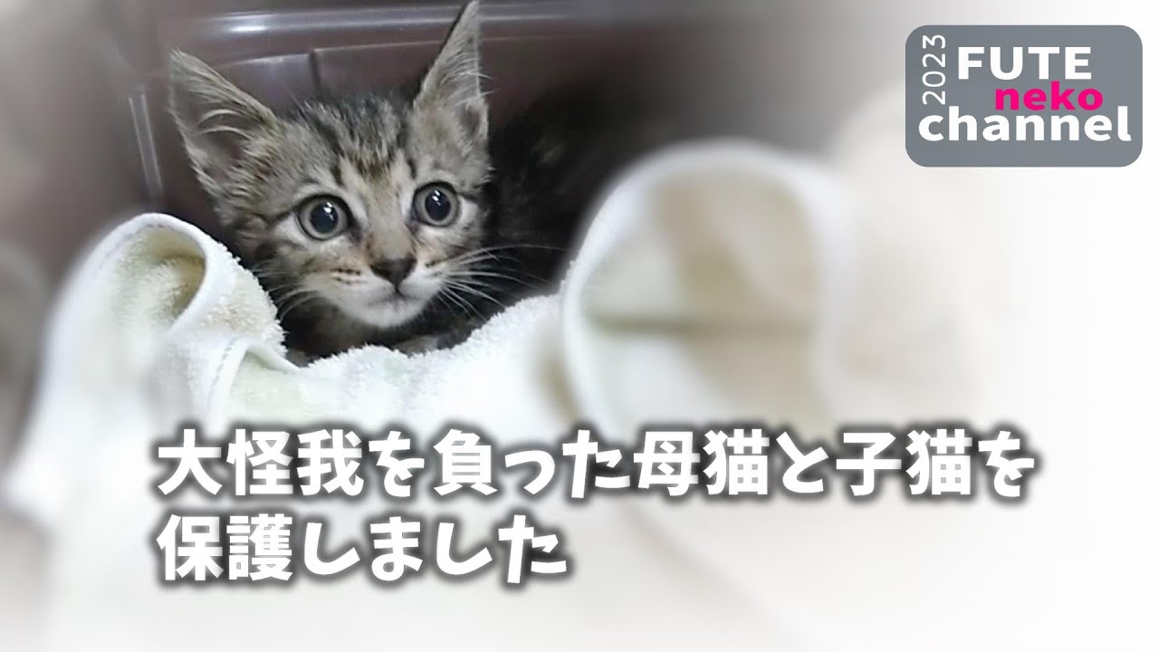 大怪我を負っていた母猫とその子猫を保護しました【保護子猫】