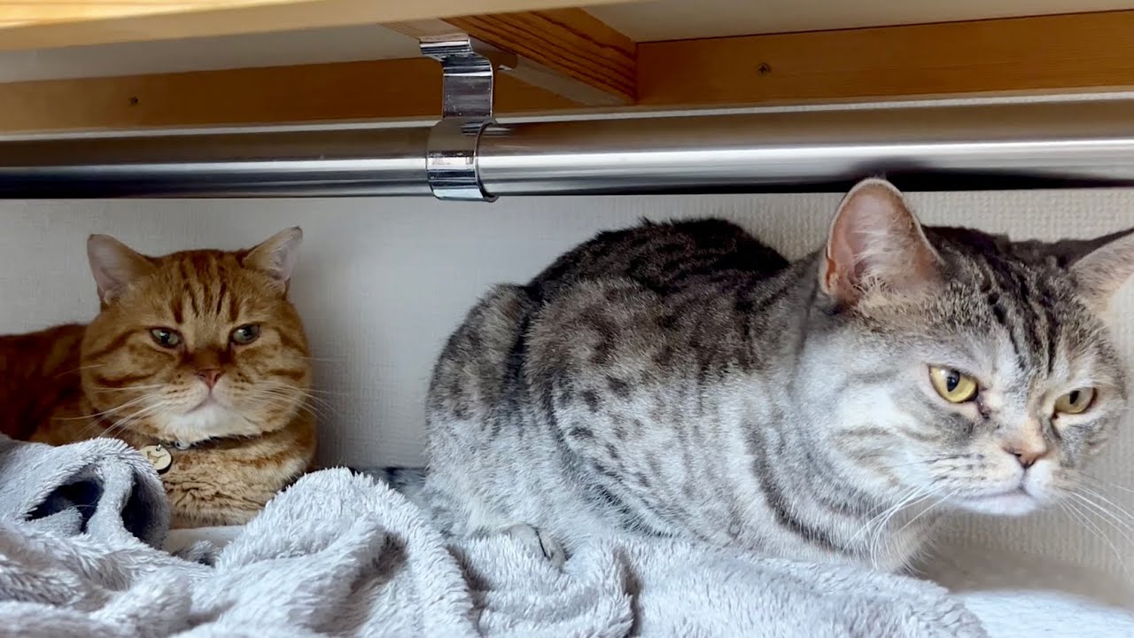 クローゼットの神様夫婦 #猫 #マンチカン