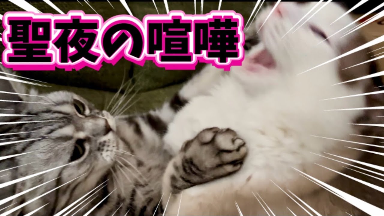 【聖夜の激闘】クリスマスにガチの喧嘩を始めた猫たち😈⚡️【アメショVSラグドール】