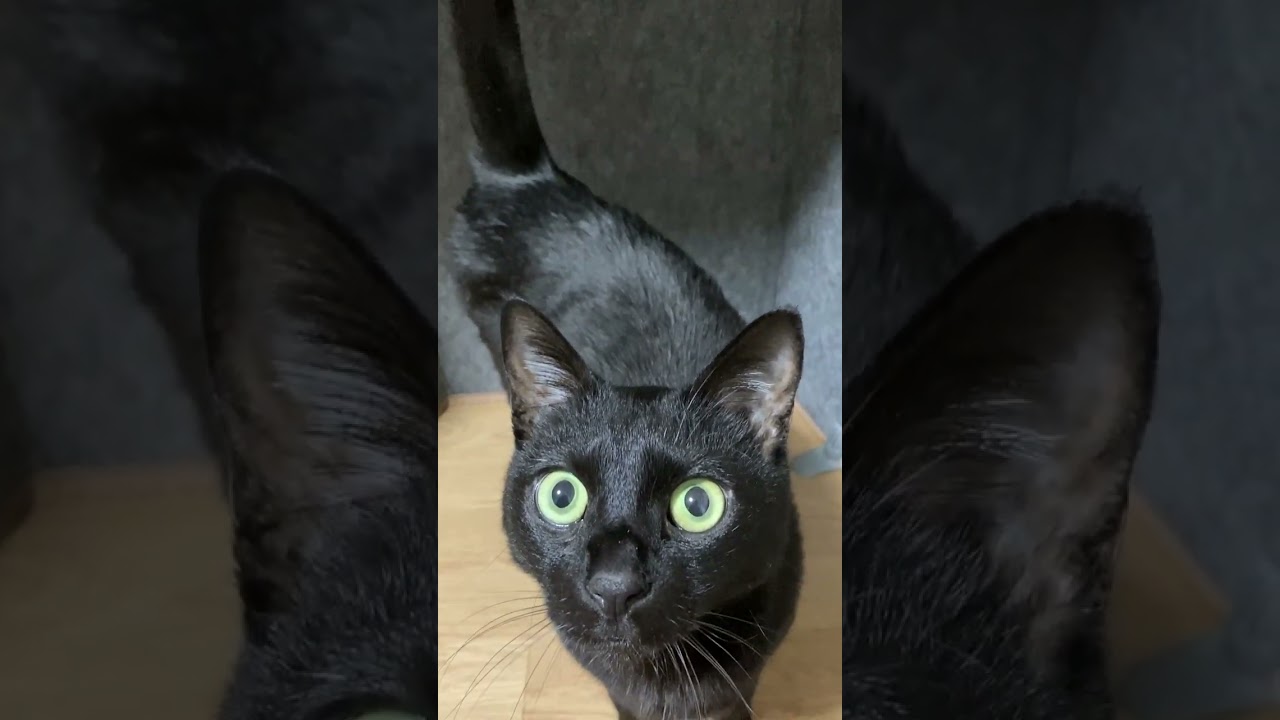 【黒猫】尻尾がまるでガラガラヘビなクルー#shorts