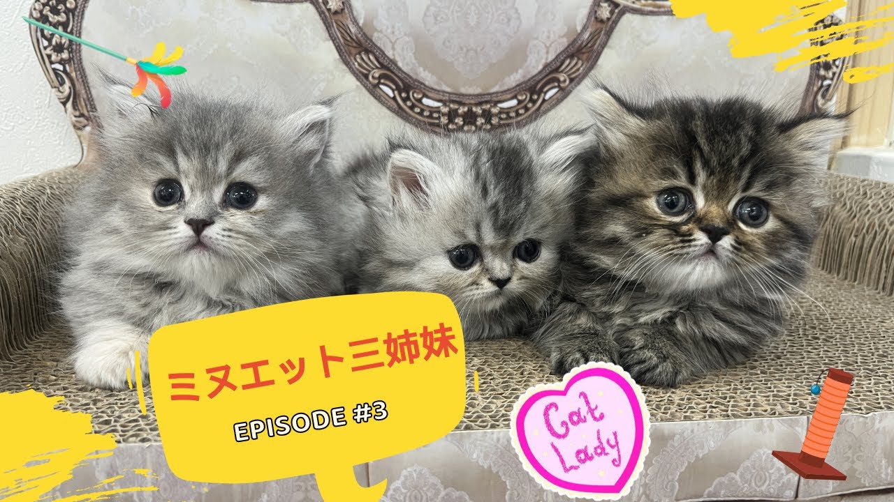 littlefairyで生まれたミヌエット三姉妹の成長紹介