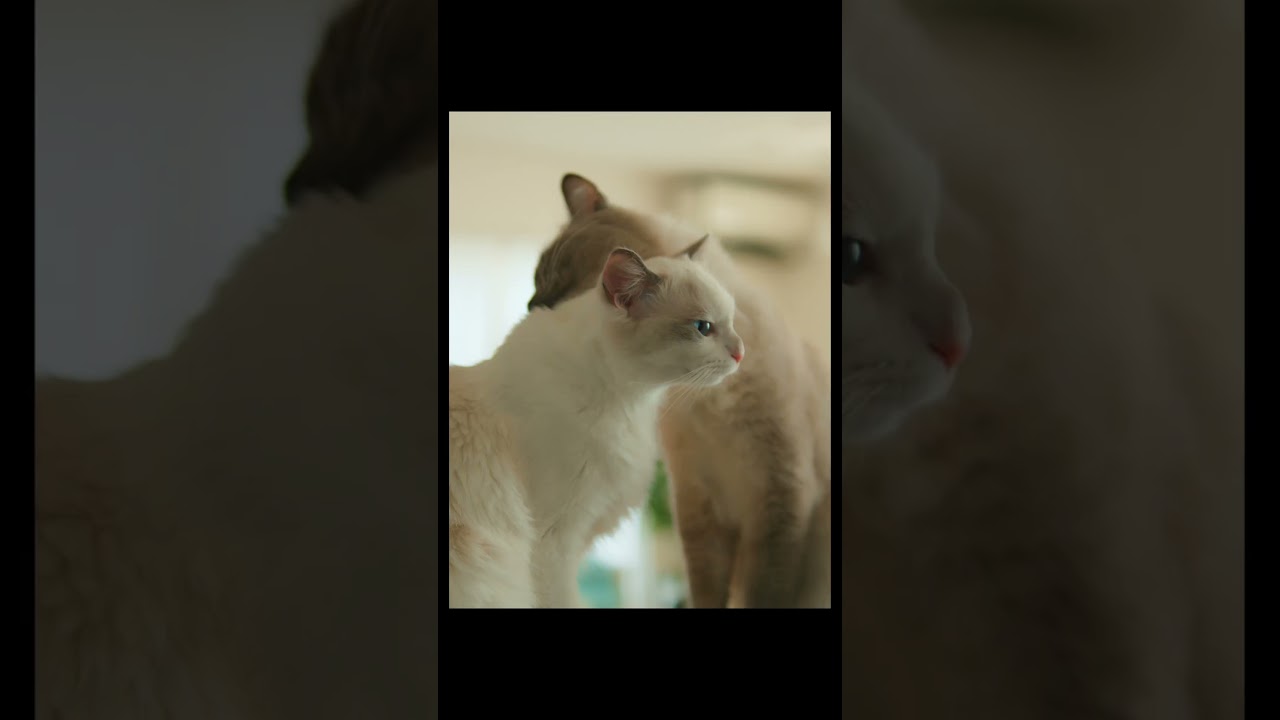 12/15 今日の写真集　#猫 #ラグドール #ragdollcat