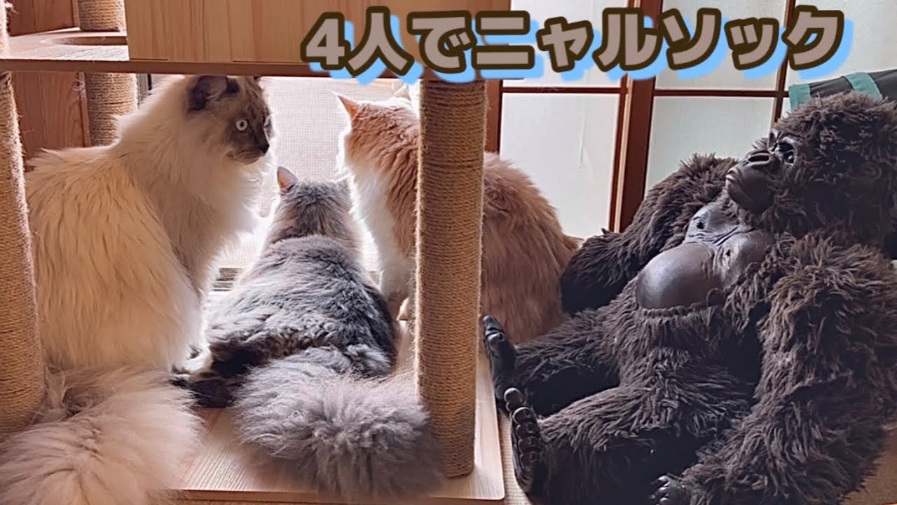 クリスマスも警備隊　メリークリスマス！　Merry christmas！　サイベリアンのもふもふの三つ子の子猫たち