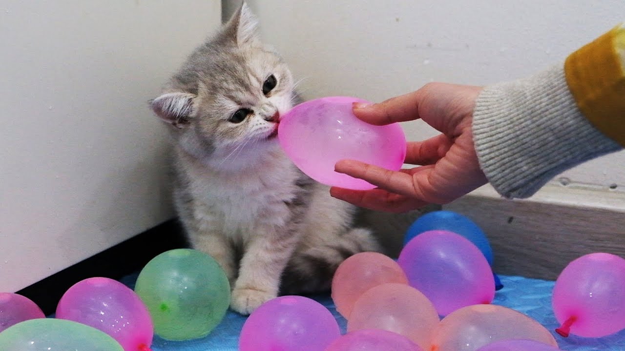 水風船で遊ぶかわいい子猫