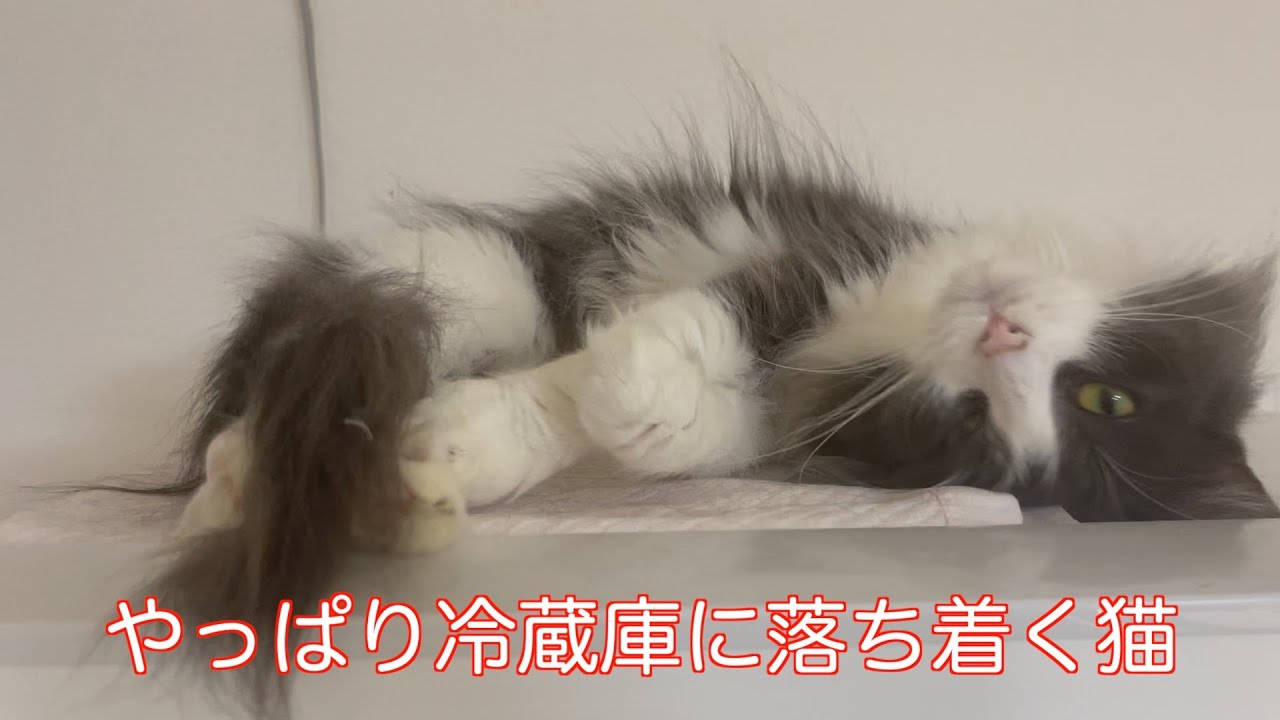 やっぱり冷蔵庫に落ち着く猫