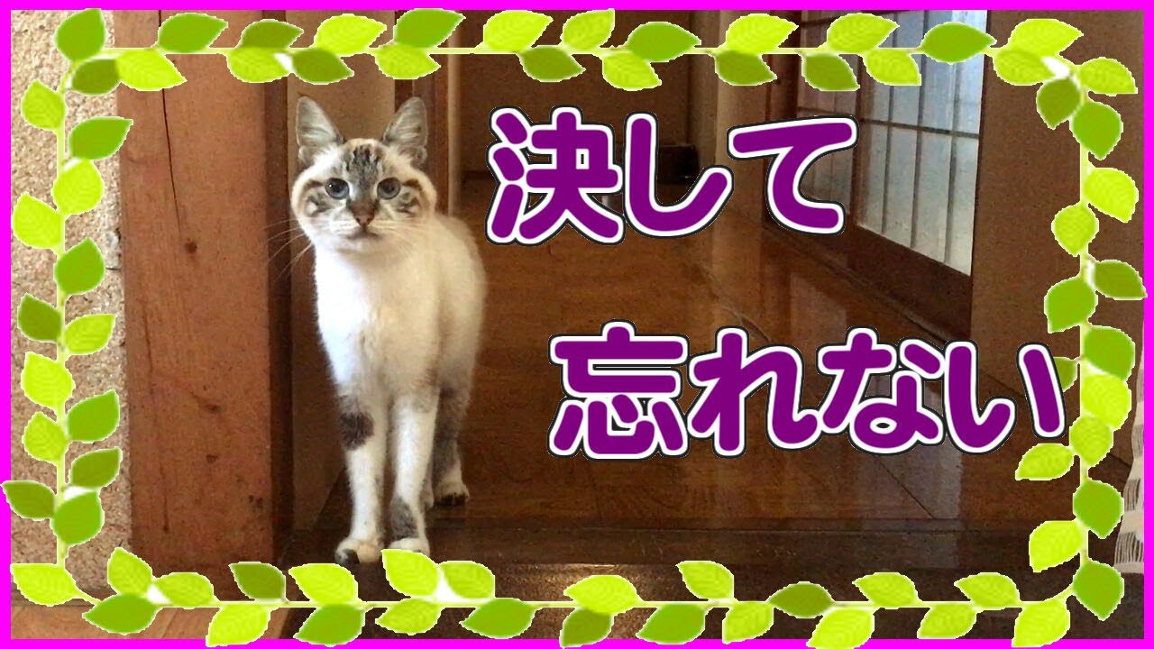 [357] シャムちゃんの49日「いつかまた私たちの元へ💖」　[レイちゃんちのネコvlog]