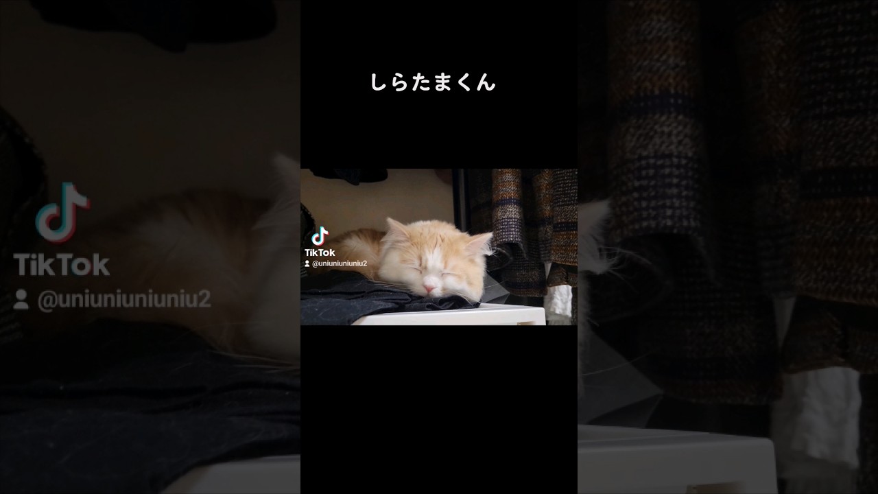 【子猫】いつも思ってるけど寝顔さ… #ラガマフィン #猫動画 #cat #子猫