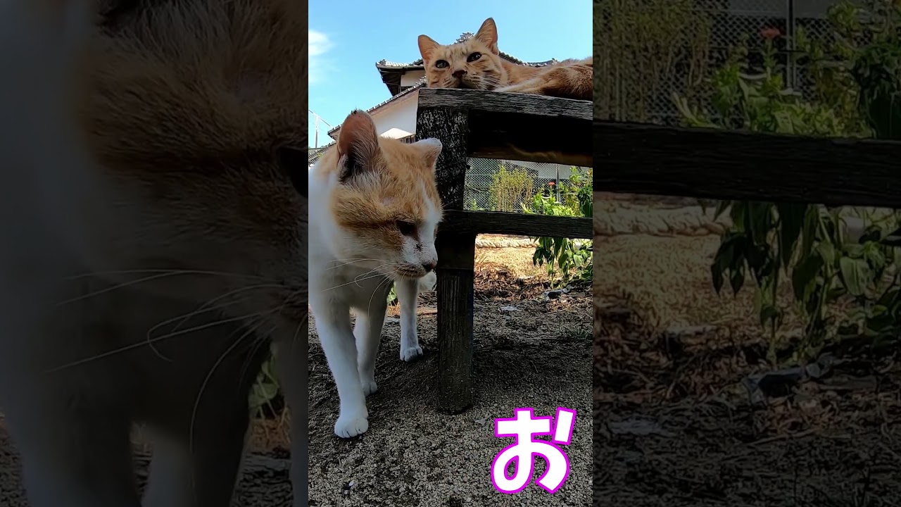 猫」「CAT & PEACE」 #cat #ソマリ #feralcat #ねこ動画 #straycat #保護猫 #野良猫ちゃん #wildcat #cat #猫動画 #猫好きさんと繋がりたい