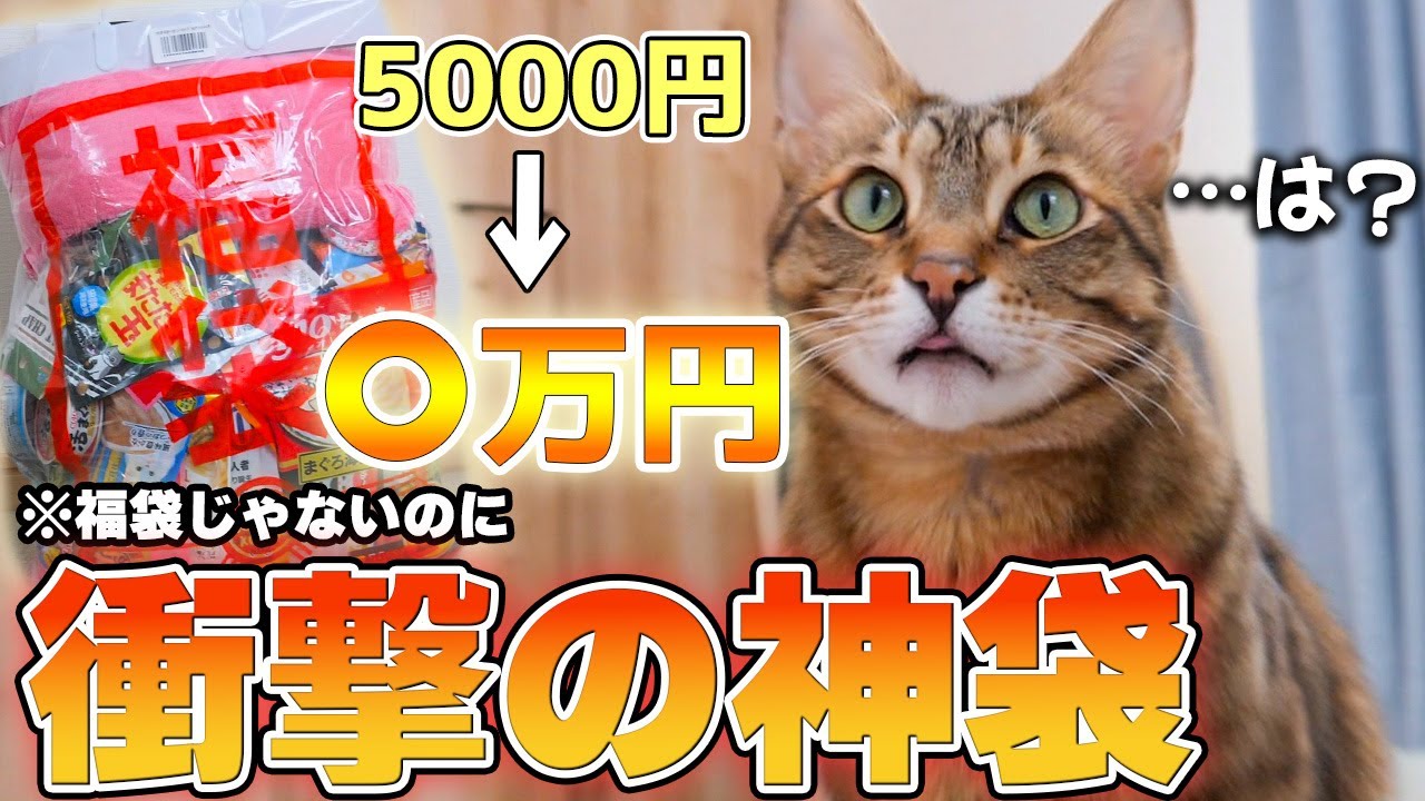 【ガチ神袋】なぜか正月前に前代未聞の猫用福袋を手に入れてしまいました…
