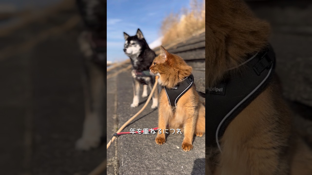 【犬と猫】白くなっていく家族