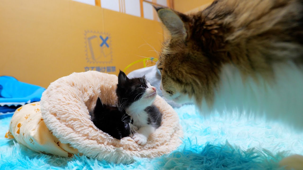 子猫達を遊ばせていたら○○られ願望に目覚めたボス吉がやって来た【道路のずぶ濡れ子猫保護6日目】
