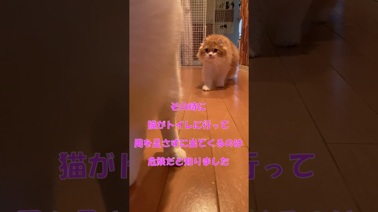 注射を打たれてへこんでる？ #shorts  #猫 #アメリカンカール #cat
