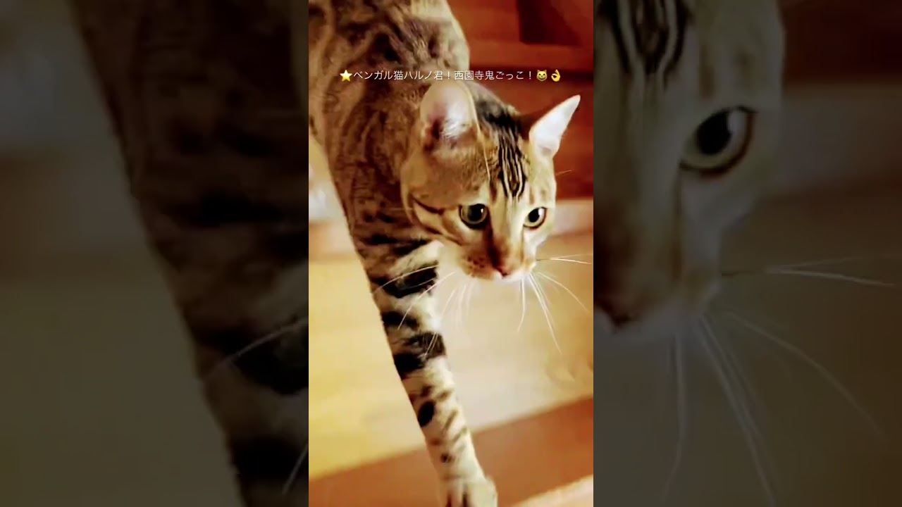 #猫#ベンガル猫#Bengal cat#short ★ベンガル猫のハルノ君！西園寺鬼ごっこ！目指せ４０万人（笑）（２０２３１２１７ー５）＊🐆兄弟猫のレオちゃんは、tanabata77様へ！↷