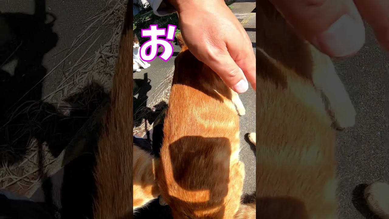 猫」「CAT & PEACE」 #cat #ソマリ #feralcat #ねこ動画 #straycat #保護猫 #野良猫ちゃん #wildcat #cat #猫動画 #猫好きさんと繋がりたい
