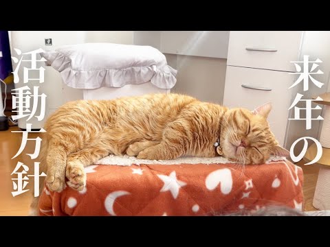 2024の活動方針について #猫 #マンチカン