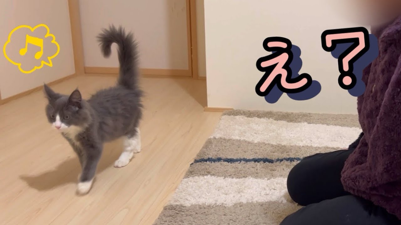 【ドッキリ‼️】アルをお迎えしたことを知らないばあばに、ドッキリしてみたwww仔猫ターキッシュアンゴラ