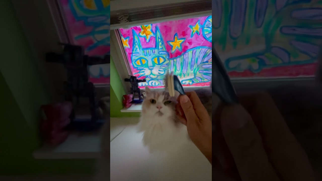 自分からブラッシングする猫🐱ブラシが大好き💕 #サイベリアン