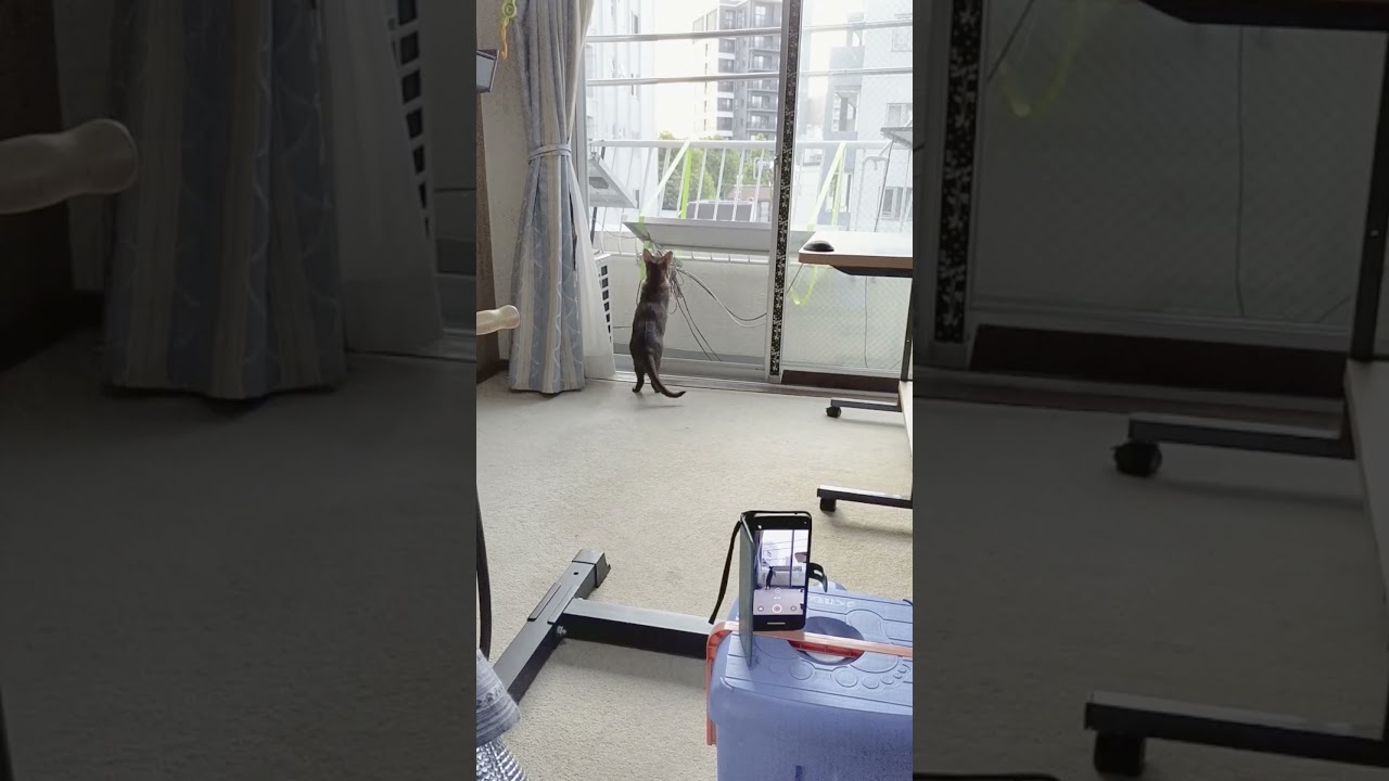 ネコ動画あび＃1276　#shorts　あびの毎日　アビシニアン　あび