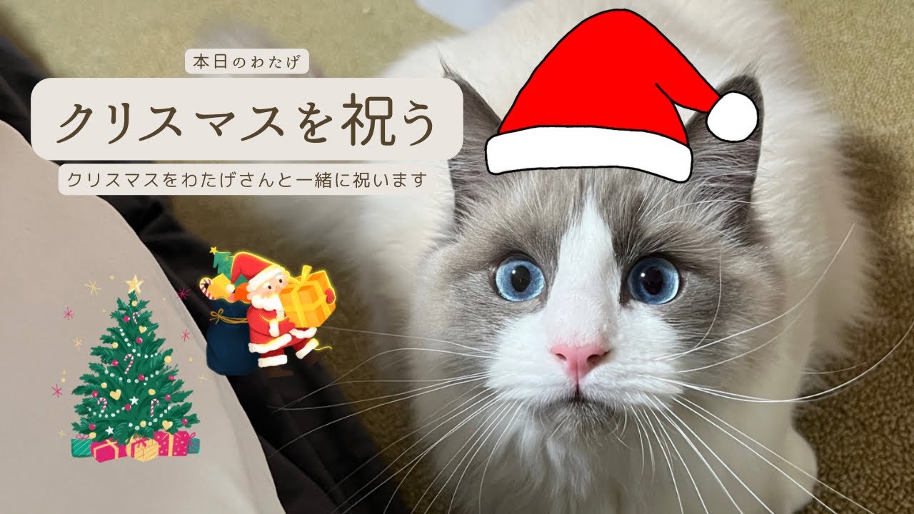 【ラグドールのわたげ】初めてのクリスマスを祝う猫