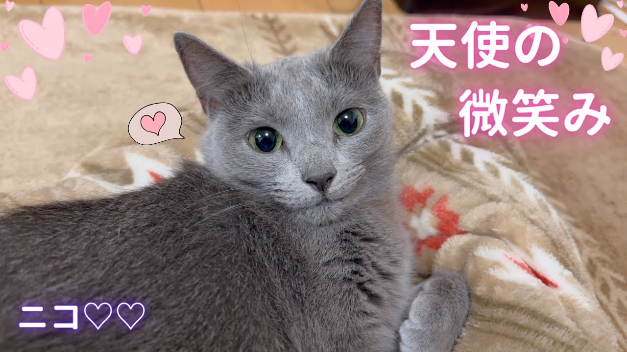 すぐ見て❤️キュンしたい人､集まれ〜❤️（ロシアンブルー）