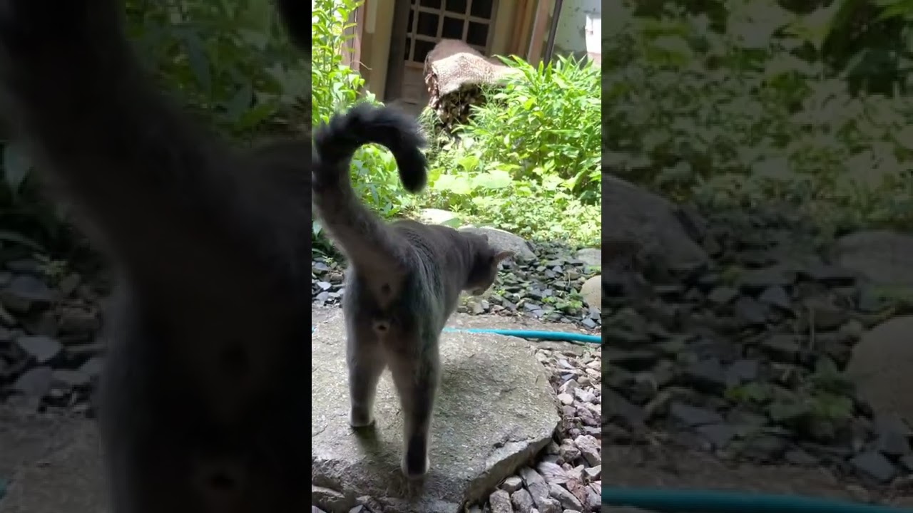 #風の猫　長いお昼寝の後..　網戸を開けても..　すぐには動かない猫…　#shorts