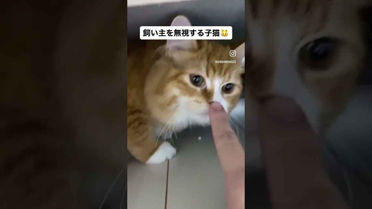 【サイベリアンの子猫】飼い主を無視するシシ #cat #siberian #ねこ #siberiancat #子猫 #サイベリアン #short #shorts
