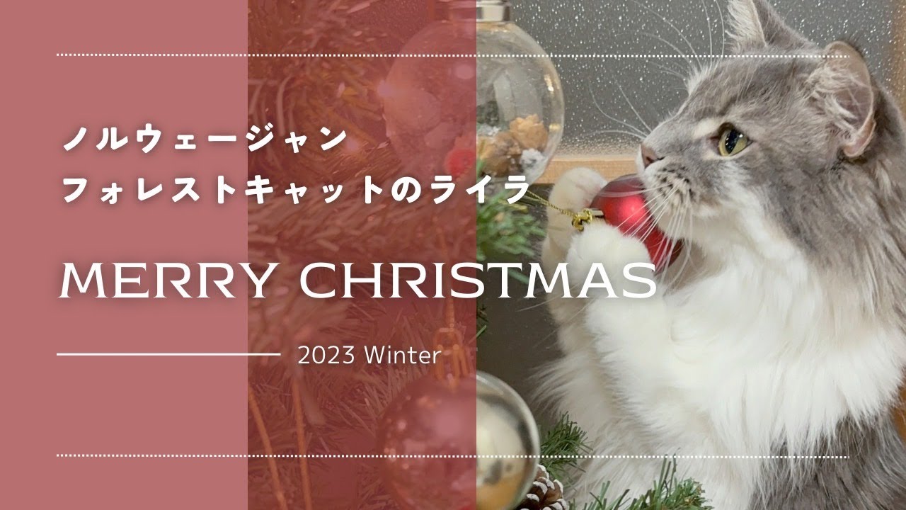 Lila VLOG #23【一緒にパーティーするにゃ】ノルウェージャンフォレストキャットのメリークリスマス！