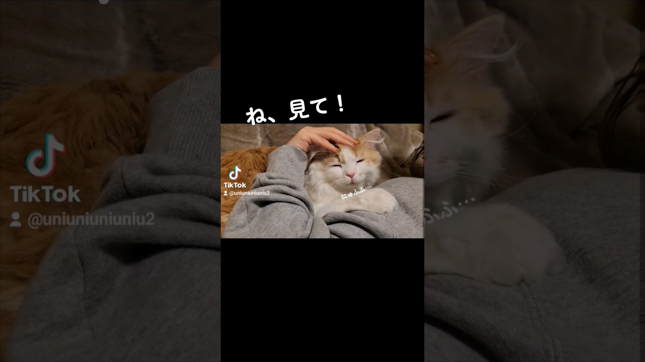 【子猫】いい子の猫 #ラガマフィン #猫動画 #cat #shorts