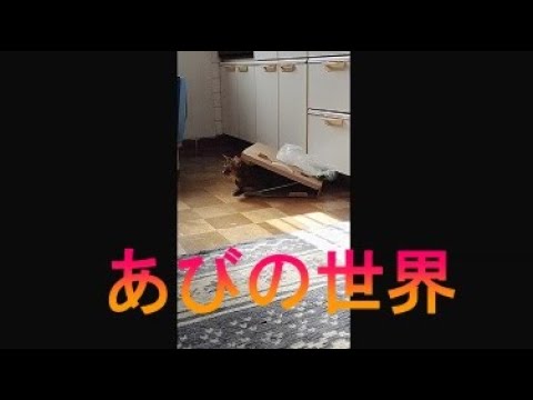 ネコ動画あび＃2687　あびの毎日　アビシニアン　あび