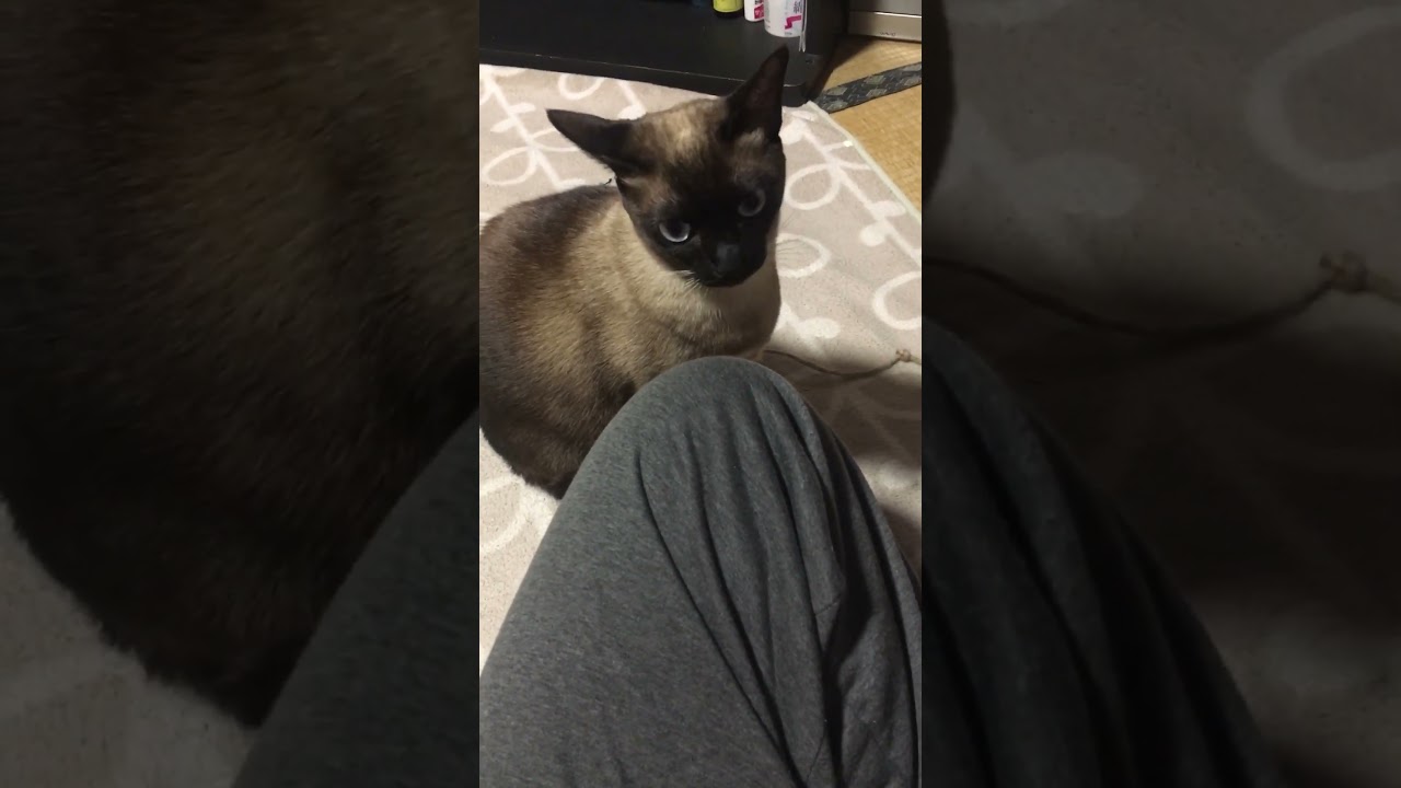 俺の鮭定食を狙うシャム猫