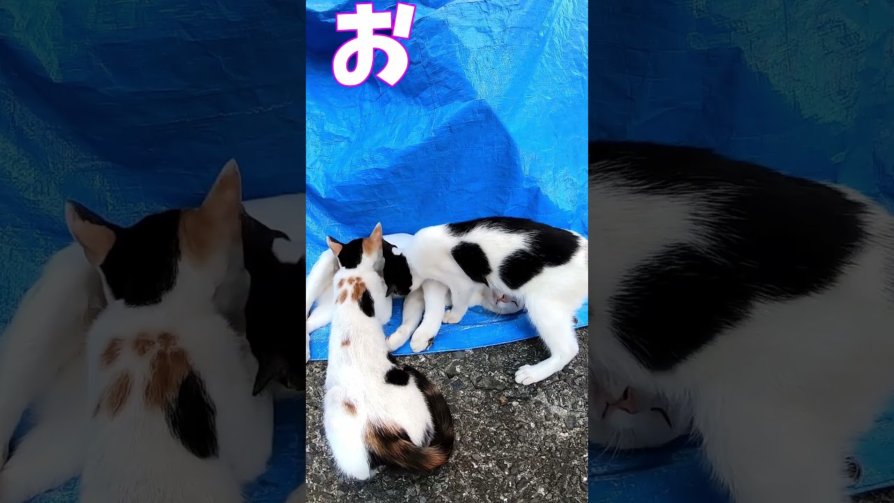 猫」「CAT & PEACE」#cat #ソマリ #ねこ動画 #猫動画 #猫好きさんと繋がりたい #野良猫