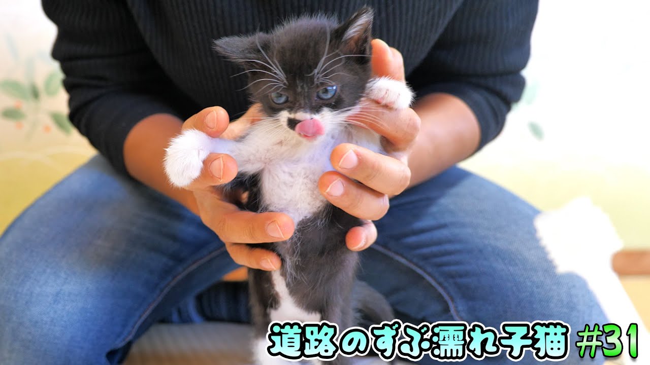 妻にスポイトミルクの極意を伝授🍼離乳食も買いに行きました🥫🐈🐈【道路のずぶ濡れ子猫 #31】