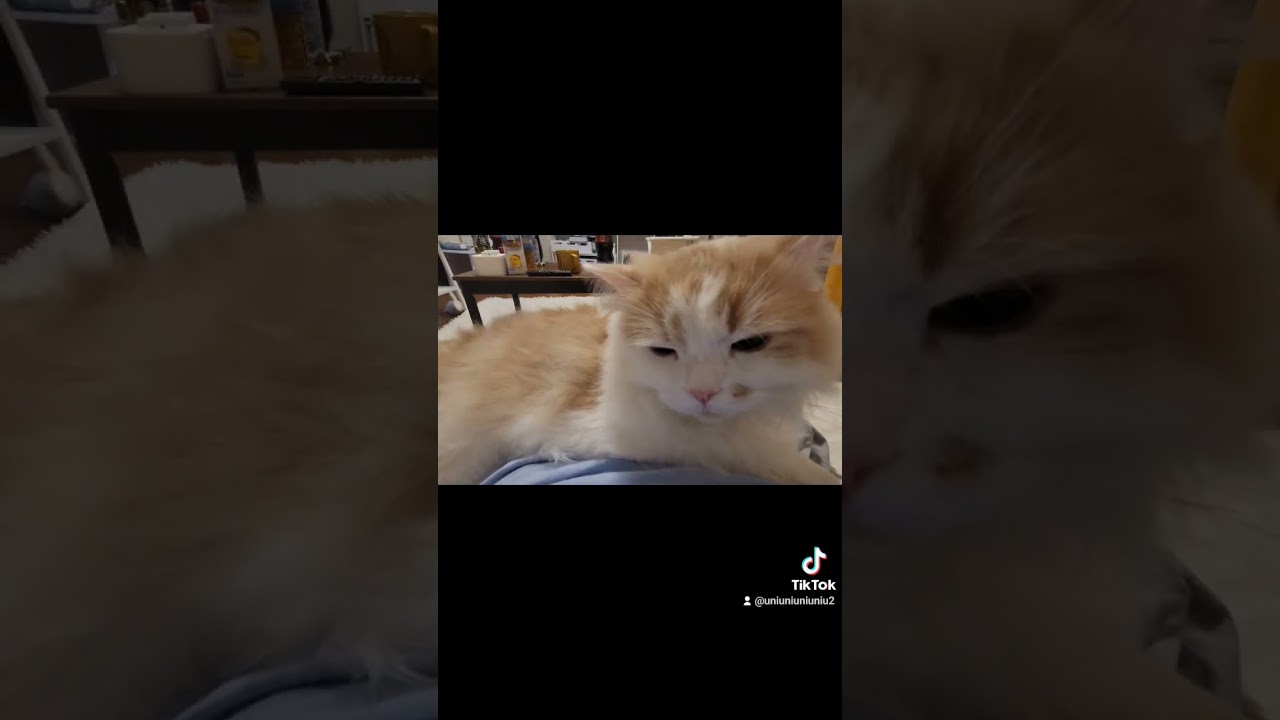 お腹の上で甘える子猫 #ラガマフィン #猫動画 #cat #子猫 #shorts