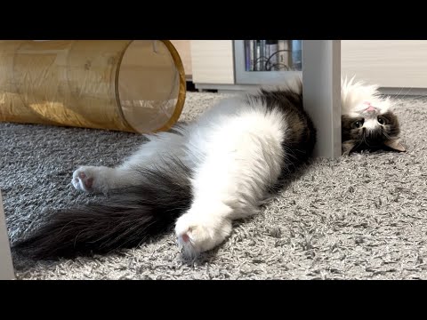 足をピーンと伸ばす猫がかわいすぎたw