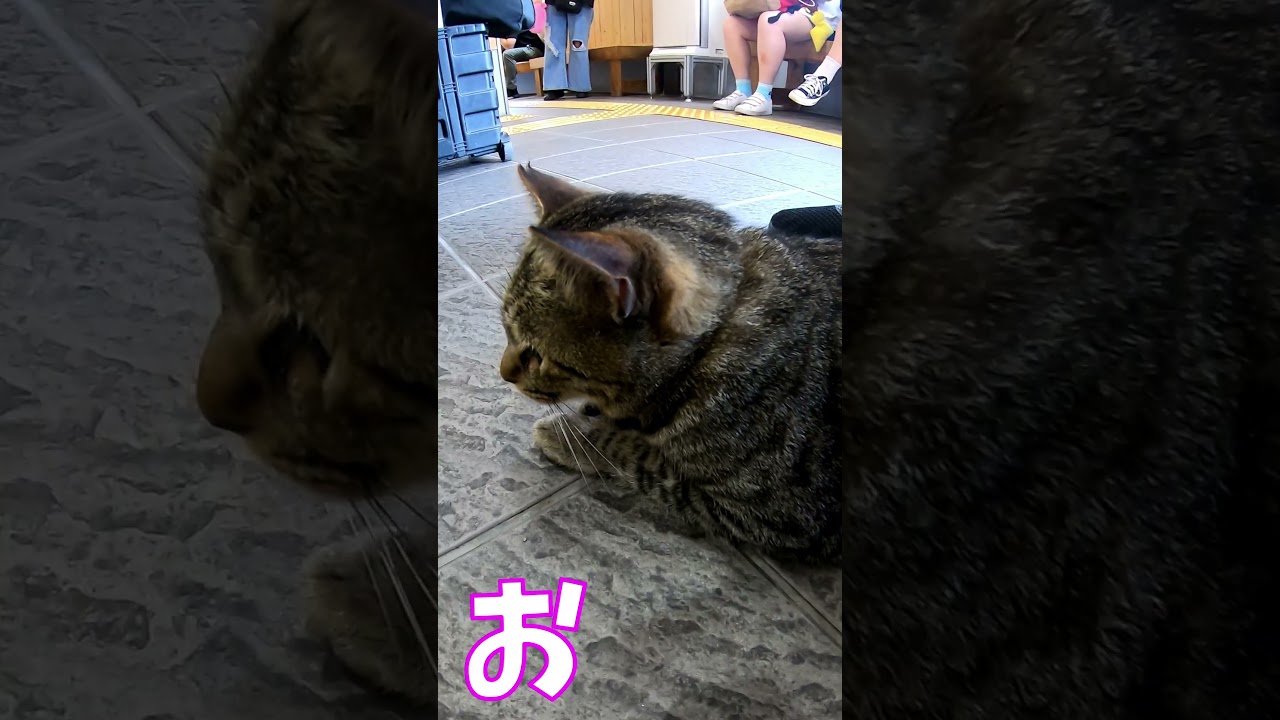 猫」「CAT & PEACE」 #cat #ソマリ #ねこ動画 #猫動画 #猫好きさんと繋がりたい #野良猫