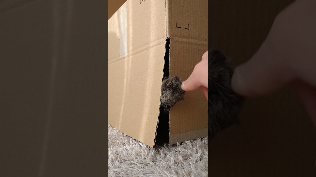 かぶせた箱から前足がのびてきた【サイベリアン】