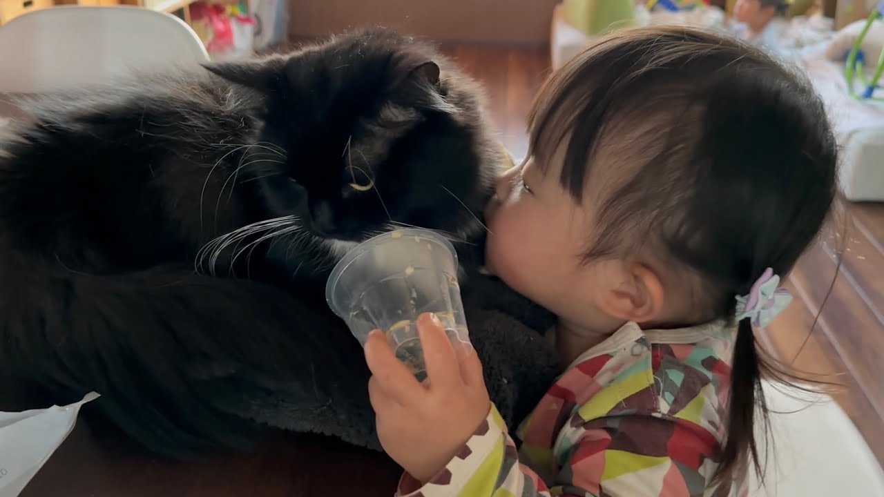距離感近すぎ猫　ノルウェージャンフォレストキャット　ラガマフィンA close cat. Norwegian Forest Cat. Ragamuffin.