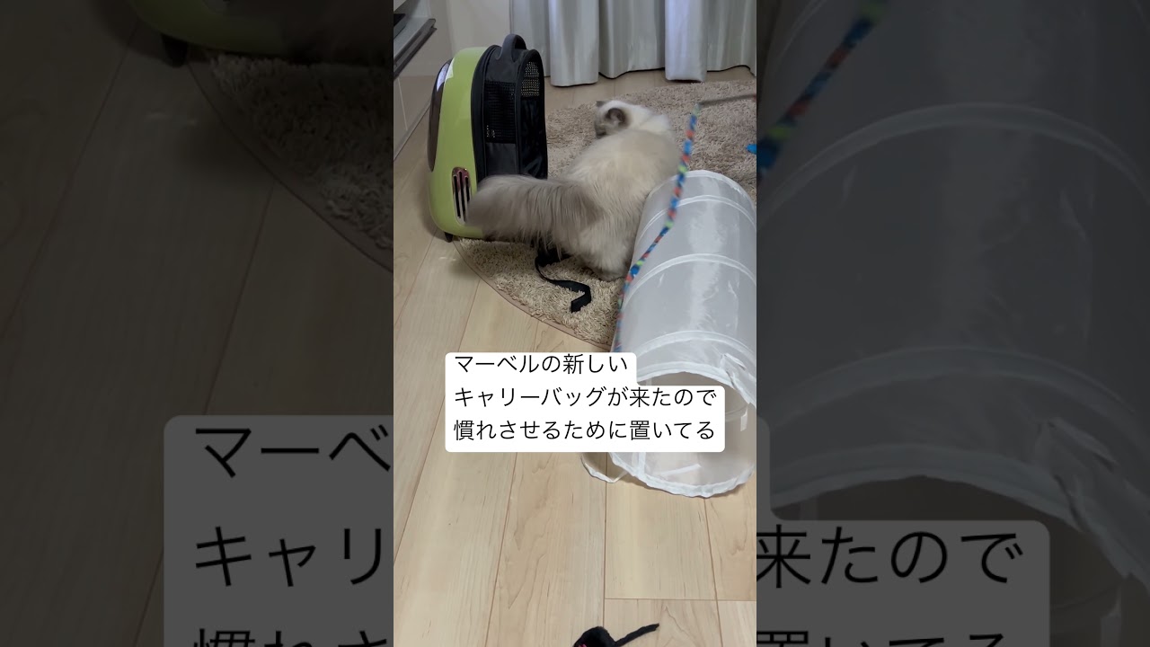 うちのにゃんこマーベル🐈 #shorts #うちのにゃんこ #ヒマラヤン #cat #マーベル