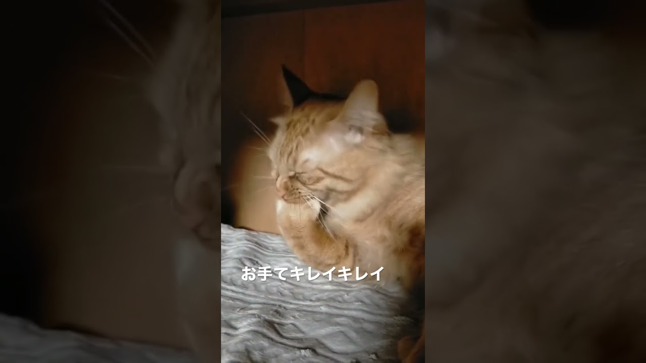 #cat #ねこ #保護猫 #ボブテイル#茶トラ