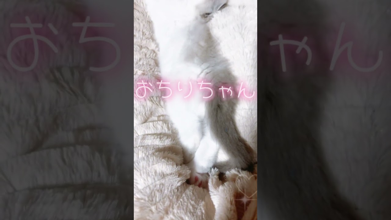 すみません、少し遊びました🤫 #cat #ラグドール #子猫 #ブリーダー
