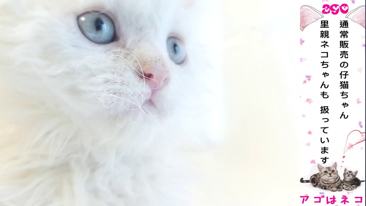 おヒゲもクリクリセルカークレックス×スコティッシュフォールド　アゴはネコ