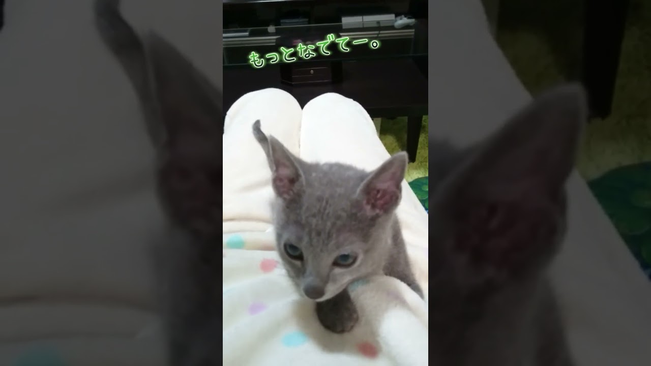 【赤ちゃん猫のよるくん】ロシアンブルー男の子6才 #shorts #ねこ