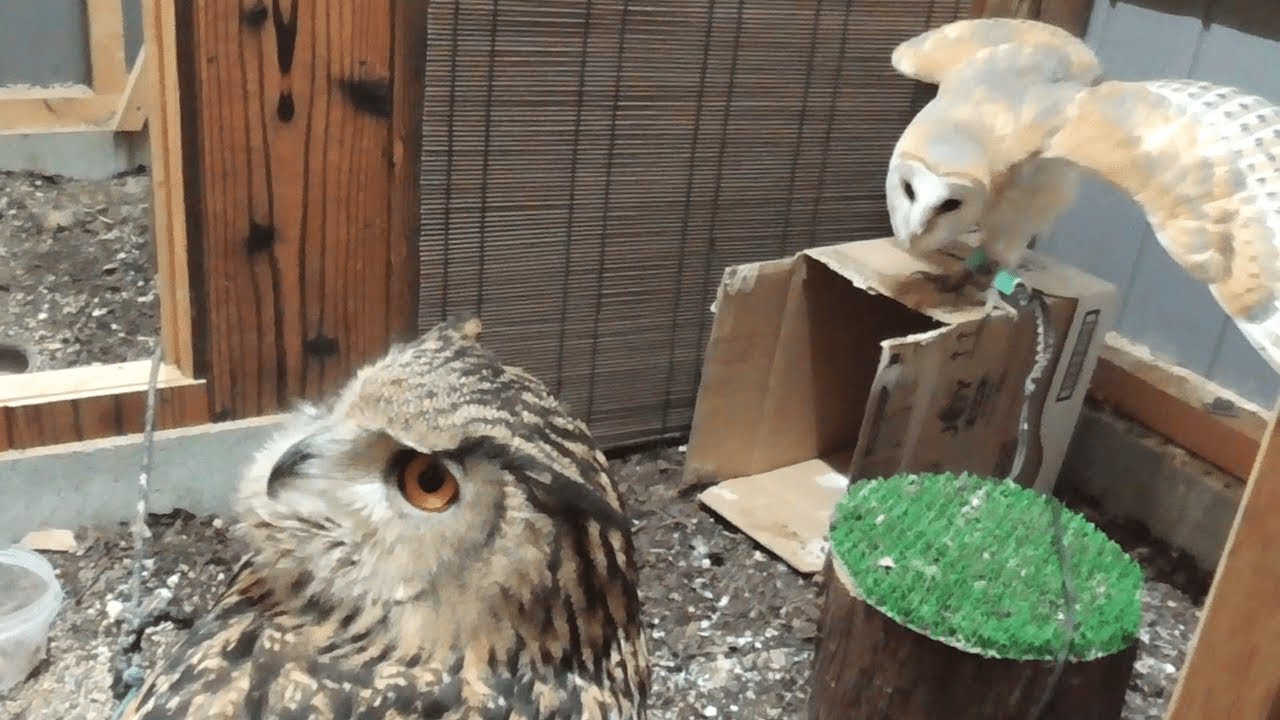 ベンガルワシミミズクとメンフクロウはケンカしない