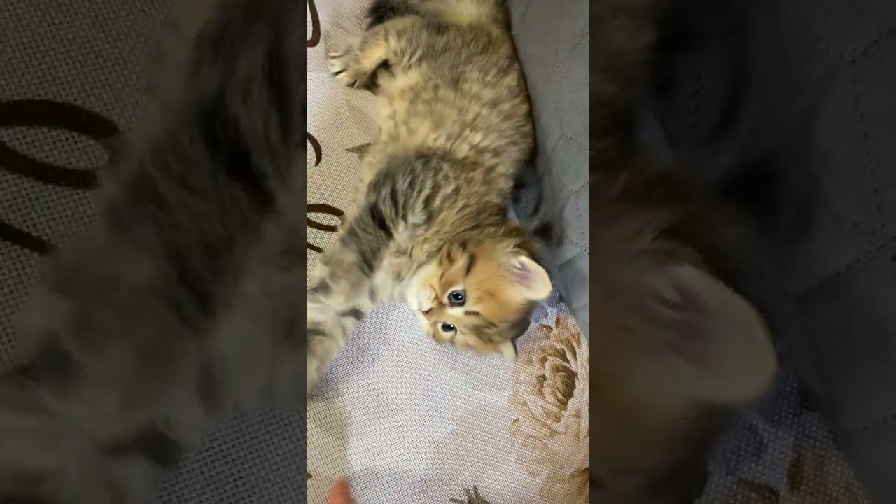 ペルシャ（チンチラ） 甘えん坊な男の子