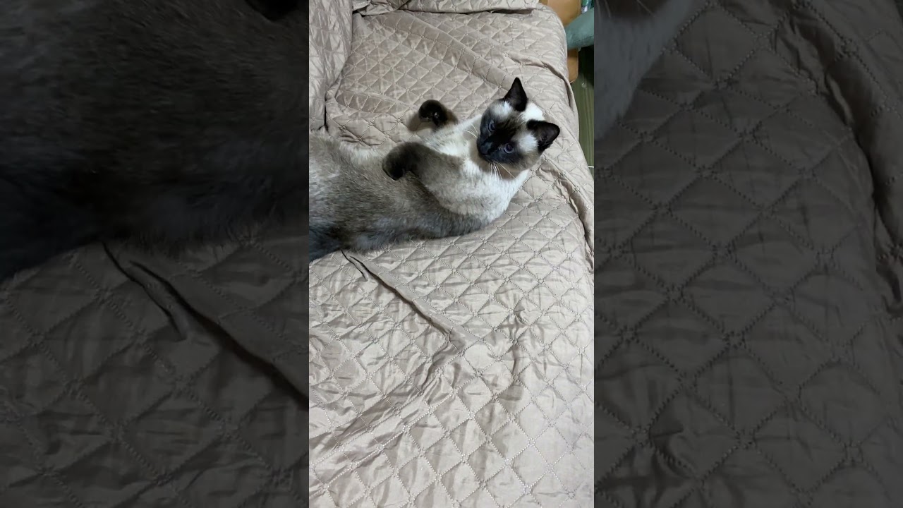 【2023.12.19】今日のシャム猫のふくさん（音無し）【たぬき猫】 #shorts