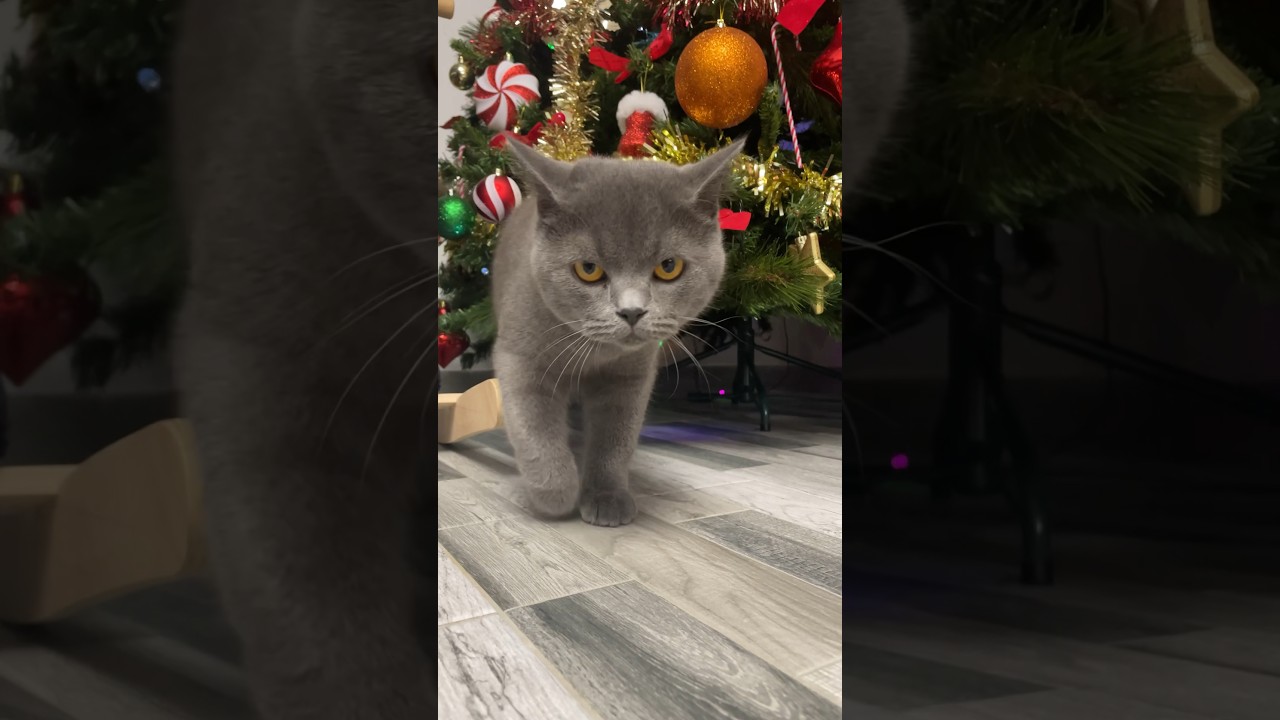 Festive Feline Surprise: Pookie Emerges from Under the Christmas Tree!